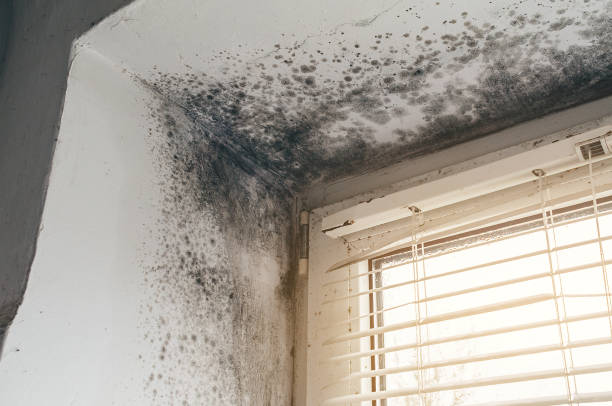 Affordable Mold Inspection And Testing solutions in Coats, NC